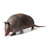 Armadillos