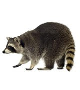 Raccoons